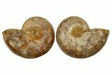 Jurassic Cut & Polished Ammonite Fossil - Madagascar #288403-1